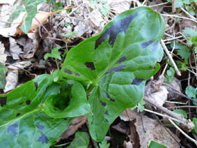 Arum maculatum